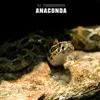 Anaconda