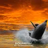 About Dolphinus Song