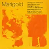 About Marigold Song