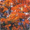 About Autumn Song