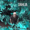 About Dahlia Song