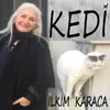 About Kedi Song