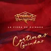 About Cortinas Guindas Song