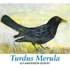 Turdus Merula