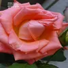 Rosa-flor