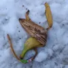 Banana in snow