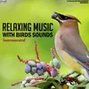 About Relaxing Music With Birds Sounds Song