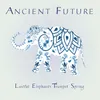 Lustful Elephants Trumpet Spring Live 6-12-21