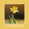 About Påskeblomst! Hvad vil du her? Song