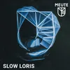 Slow Loris