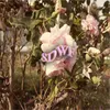 About She Didn't Want Flowers Song