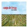 Campo de Fresas