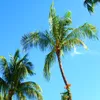 About Palm Trees Song