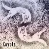 Coyote