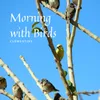 Morning with Birds