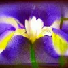 iiris