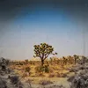 About Twentynine Palms Song