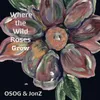 About Where the Wild Roses Grow Song