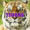 About Tigers Song
