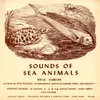 Sea Animals - White Grunt