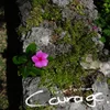 About Courage Song