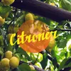 About Citroner Song