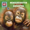 Menschenaffen - Teil 11