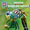 About Bienen und Ameisen - Teil 06 Song