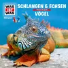 Schlangen & Echsen - Teil 01