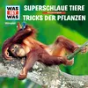 Superschlaue Tiere