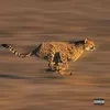 About Cheetah Song