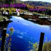 Live Rabbits