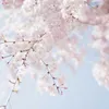 spring with cherry blossoms