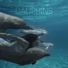 About Dauphins Song