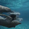 Dauphins