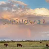 About Sunshower Song