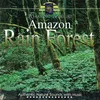 Rain Forest Dusk