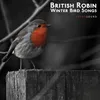 Robin Morning Bird Songs