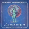 About La Mandrágora Song