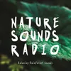 Nature Sounds: Relaxing Crickets and Birds