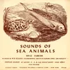 Sea Animals - Trigger Parrotfish