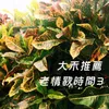 About 遲來的後悔 Song