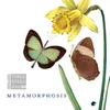 Six Metamorphoses After Ovid: II. Phaeton