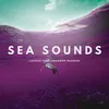 About Sea Sounds Song