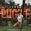 About Pugile Song