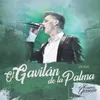 El Gavilán De La Palma-En Vivo