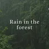 Rain in the Forest