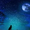 About Wolf in the nature - vibrations are the connections of the existence Only Positive Frequencies Relax Peace Enlightenment Courage Joy Song