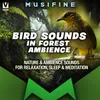 About Bird Sounds in Forest Ambience Nature & Ambience Sounds for Relaxation, Sleep & Meditation Song