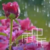 雨中花